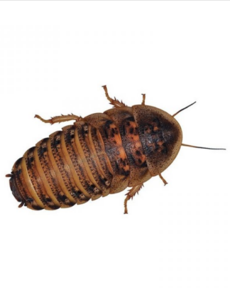 Dubia Roaches