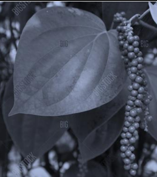 Black Pepper Leaves