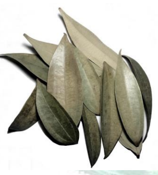 Cinnamon Leaves