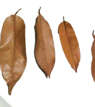 Durian Leaves