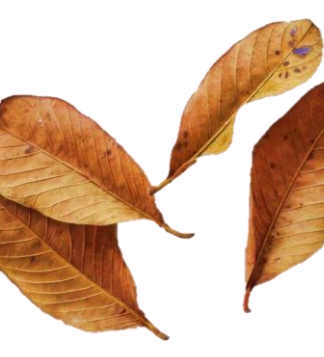 Guava Leaves