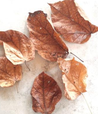 Halmilla Leaves