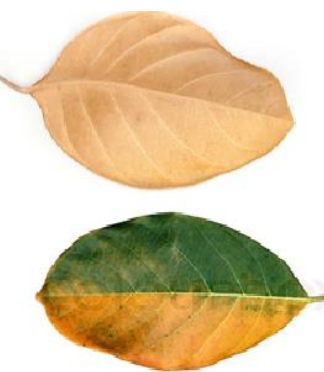 Jack Fruit Leaves