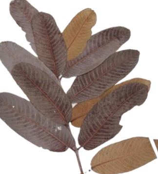 Kumbuk-Terminalia Arjuna Leaves