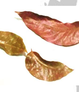 Mahogani Leaves