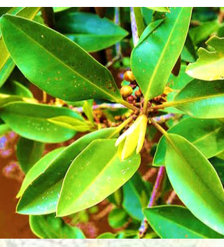 Mangrove Leaves