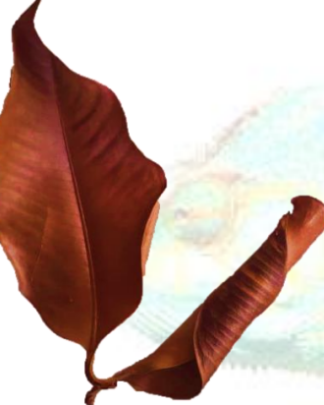 Mangus Leaves