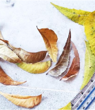 Neem Leaves