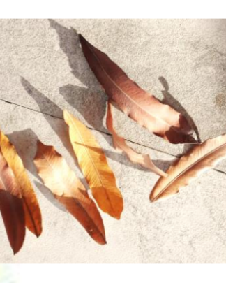 Pihimbiya Leaves