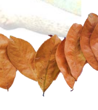Soursop Leaves