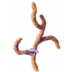 Coco Troncho 80cm