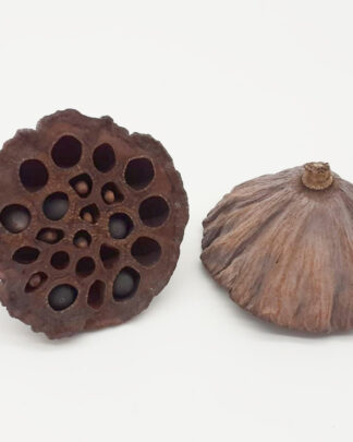 Lotus Pods