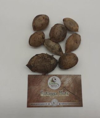 Catappa Nuts (Indian Almond)