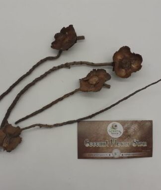 Coconut Flower Stem