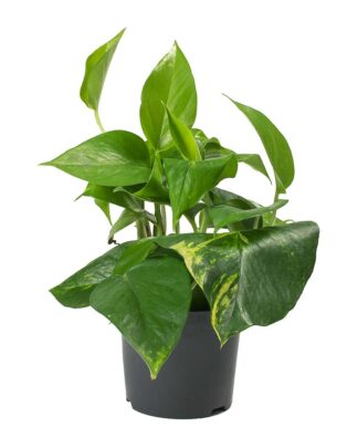 Epipremnum aureum