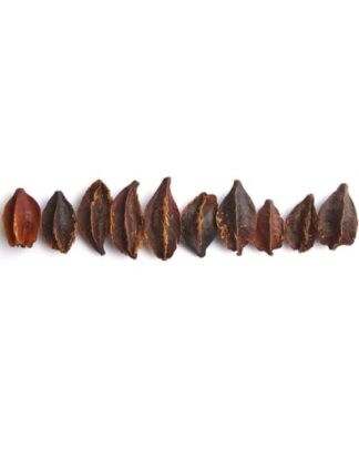 Kumbuk Tree Pods