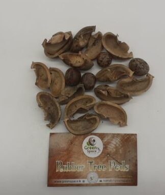 Rubber Tree Pods