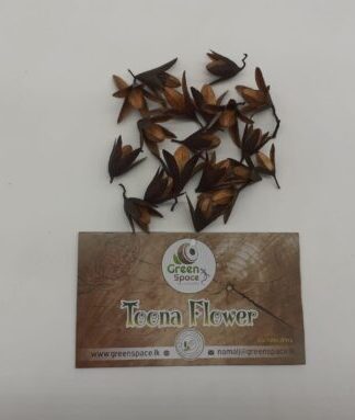 Toona Flowers