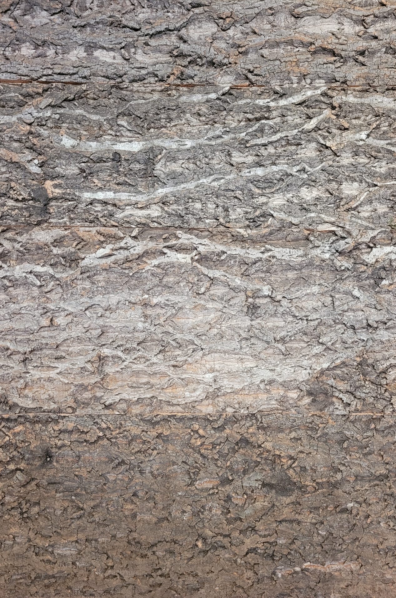 Cork Bark Background Panel