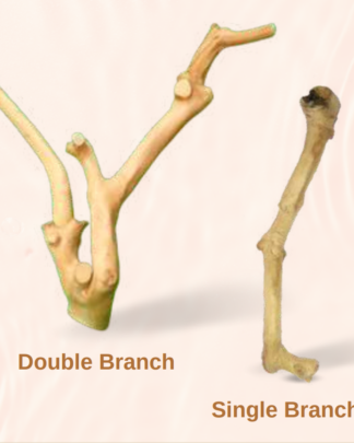 Java Wood - Double Stem