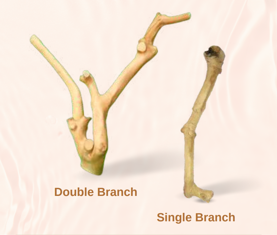 Java Wood - Single Stem