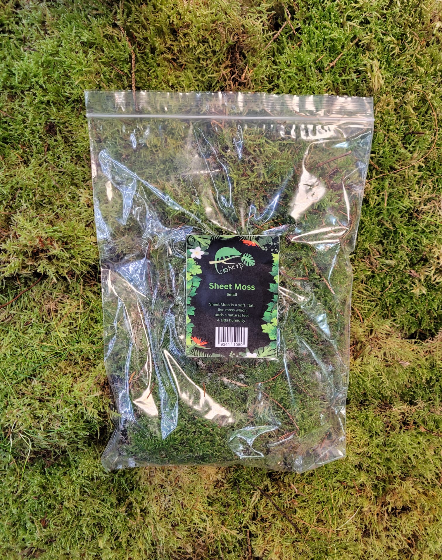 Sheet Moss - Image 2