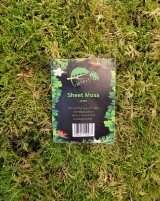 Sheet Moss