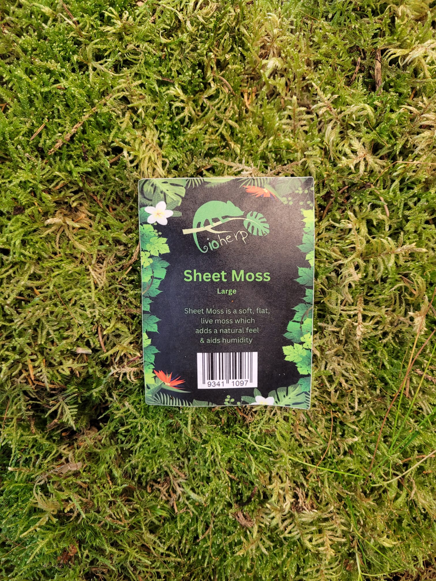 Sheet Moss