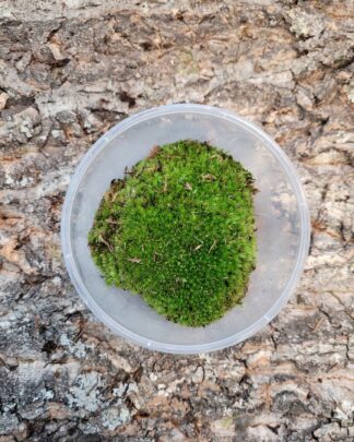 Cushion Moss