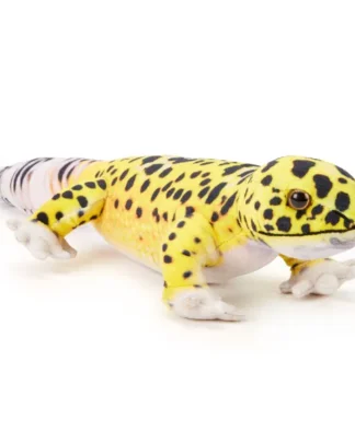 Leopard Gecko Plush Toy - Medium