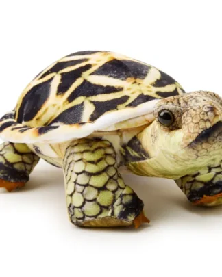 Star Tortoise Plush Toy